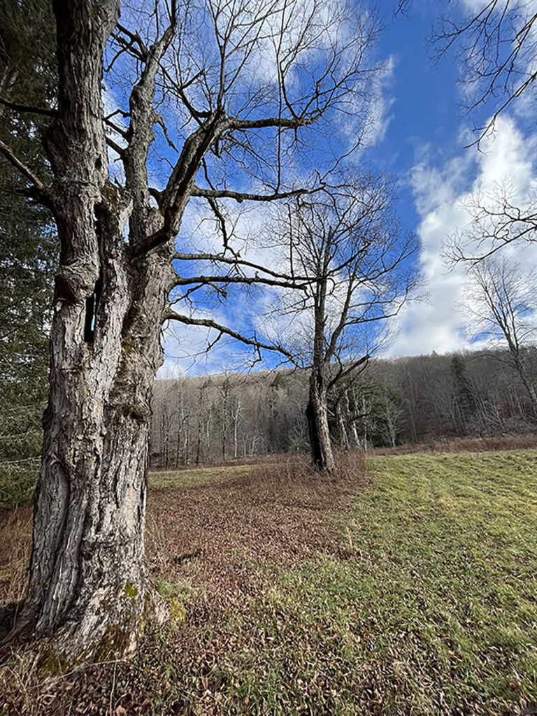 Finch Hollow Wolf Tree