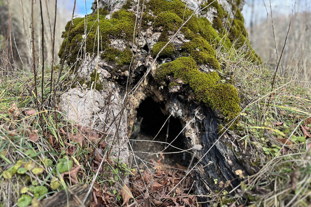 Finch Hollow Wolf Trees are used by mall mammals and birds for nesting and storage
